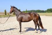 Oldenbourg – Jument de 2 ans – Origines d’exception 