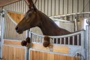 Oldenbourg – Jument de 2 ans – Origines d’exception 