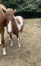 Lolita Ponette de 4 ans pie 