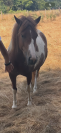 Lolita Ponette de 4 ans pie 