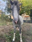 Nutella Étalon poney