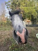 Nutella Étalon poney
