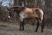 LEE RANKA - Ponette de sport 4ans
