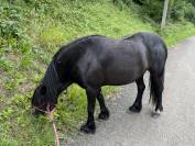 Ponette 9 ans