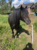 Ponette 9 ans