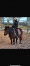 À vendre poney B 
