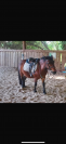 À vendre poney B 