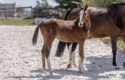Pouliche 2025 Dressage et CSO 