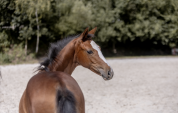 Pouliche 2025 Dressage et CSO 