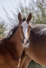 Pouliche 2025 Dressage et CSO 
