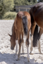 Pouliche 2025 Dressage et CSO 