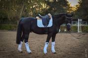 Superbe cheval de dressage de 5 ans 