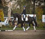 Superbe cheval de dressage de 5 ans 