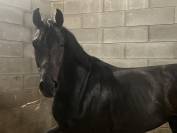 Superbe cheval de dressage de 5 ans 