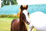 À vendre par Goliath van de Groenweg x Dexter Leam Pond