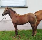 Pouliche