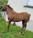 Pouliche