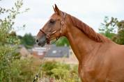 Merrie KWPN Nederlands sportpaard Te koop 2019 Vos ,  IDEXTRO