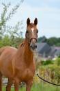 Merrie KWPN Nederlands sportpaard Te koop 2019 Vos ,  IDEXTRO