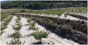 Terreno + Proyecto de centro hípico en La Sarga