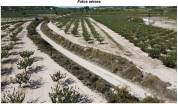 Terreno + Proyecto de centro hípico en La Sarga