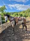 Cheval 