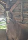 Cheval de loisir 
