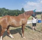 Cheval de loisir 