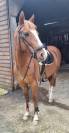 Cheval de loisir 