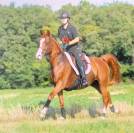 Magnifique jument arabe - 9 ans - (04)