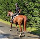 Magnifique jument arabe - 9 ans - (04)