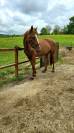 Trotteur jument alezan