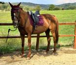 Trotteur jument alezan