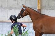 Jument selle français de 3 ans