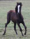 Filly Arabian For sale 2025 Black