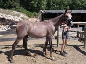 Poulain - 1 an - Entier 