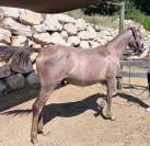 Poulain - 1 an - Entier 