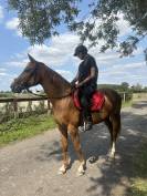 Jument de sport CSO CCE 