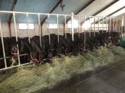 Puledro Mérens In vendita 2025 Nero