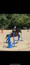 Recherche quart de pension pour cheval polyvalent 
