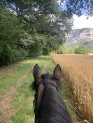 Recherche quart de pension pour cheval polyvalent 