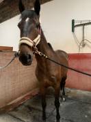 Recherche quart de pension pour cheval polyvalent 