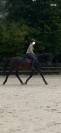 Recherche quart de pension pour cheval polyvalent 