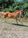 Pouliche SF