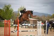 Jument de sport