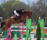 Jument de sport