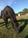 Adoption - Diamanté, Cheval ONC - 21 ans - Refuge Epona