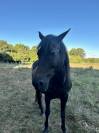 Adoption - Diamanté, Cheval ONC - 21 ans - Refuge Epona