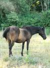Adoption - Diamanté, Cheval ONC - 21 ans - Refuge Epona