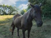 Adoption - Diamanté, Cheval ONC - 21 ans - Refuge Epona